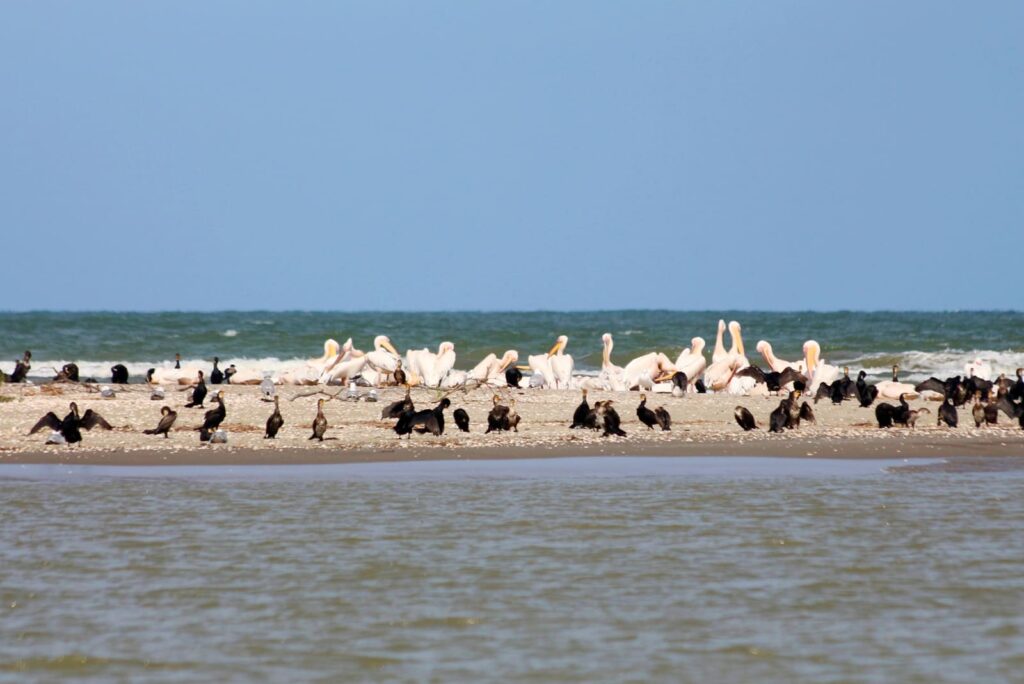 Пеликаны и бакланы на дунайском побережье